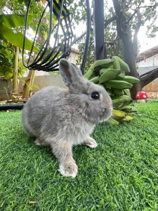 ארנב ננסי חמוד מאוד אפור