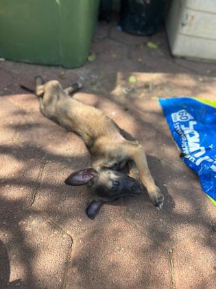 גורי מילנואה למכירה בני חודשיים וחצי