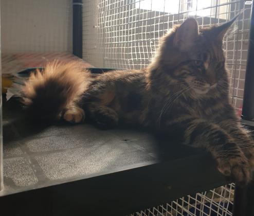 מיין קון דיאנה, בת 6