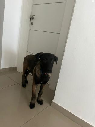 למסירה רועה הולנדי גור בן