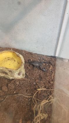 עקרב יערות אסייתי צעירכולל טטריום