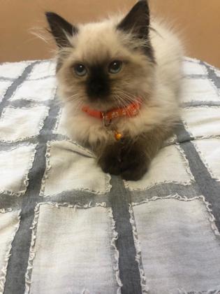 גור רגדול זכר בן חודשיים