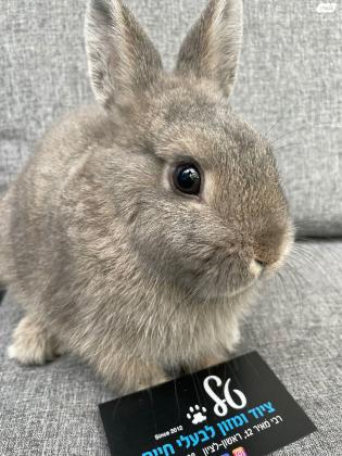 ארנב ננסי חמוד מאוד אפור