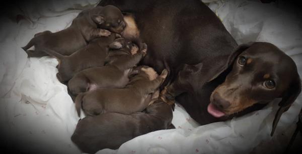 לזיווג זכר תחש גזעי ומושלם