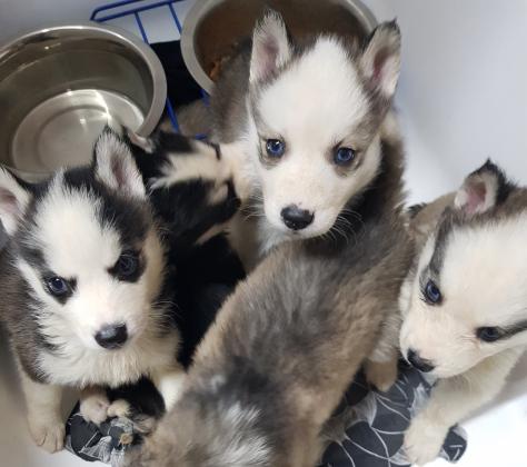 למכירה גורי האסקי יפיופים עינים כחולוץ