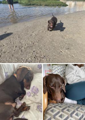 לזיווג זכר תחש (דקל) בצבע שוקולד