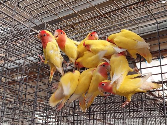 ציפורי אהבה מבית גידול מסודרפני