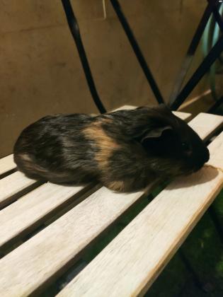 למסירה שתי שרקנים אחד בן