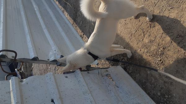 סקיי מעורב בן שבעה חודש