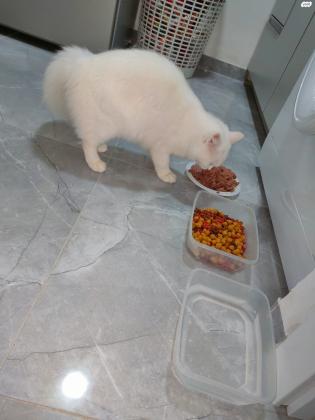 טיטי נקבה מסוג שיראזי יפיפייה