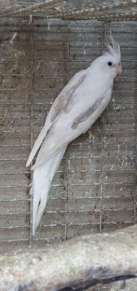 קוקטייל זכר וויט פייס האכלת