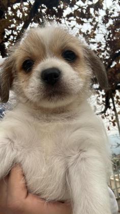 גורי שיצו מעורבים זכר ונקבה