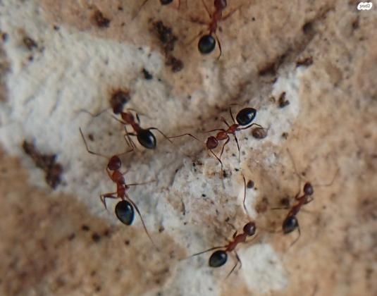 חוות נמלים עם קן שלם של נמלים