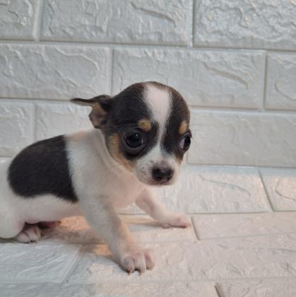 למכירה גורים של ציוואווה ננסי גיזיים