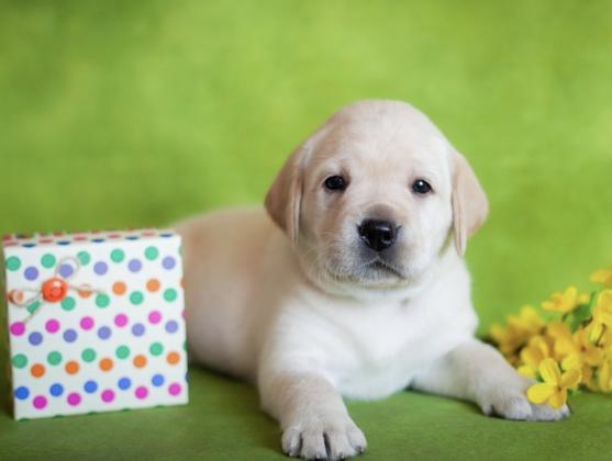 גורים לברדור משובחים, כך תוכלו