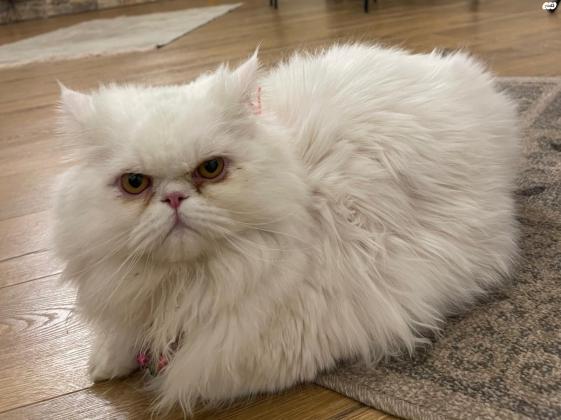 חתול פרסי למסירה עקב קושי