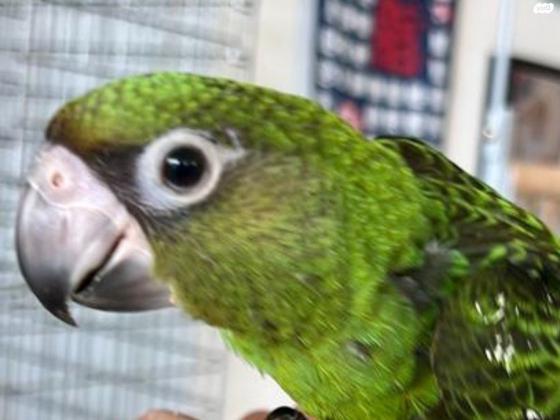 תוכי גיארדין