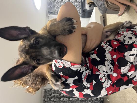 שישה גורי רועה בלגי מדהימים