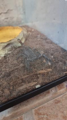 עקרב יערות אסייתי צעירכולל טטריום