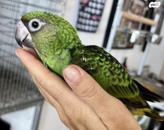 תוכי גיארדין