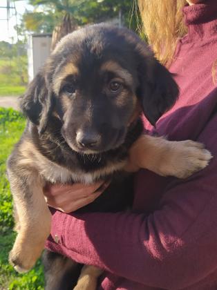 גורים יפהפיים, רועה בלגי מעורב,