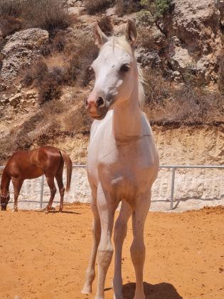 פיצקה שלי למכירהקיארה סייחה קווטר