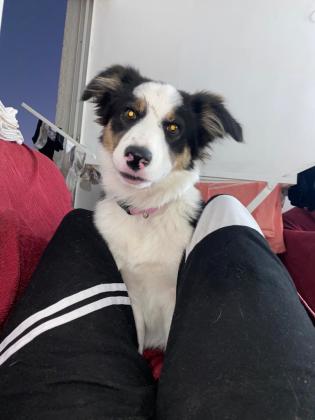 כלבה יפיפיה בת שמונה חודשים