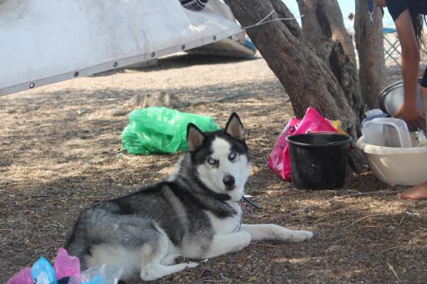 כלב מתוק, ידידותי, אוהב ילדים,
