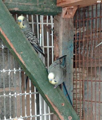 3 תוכונים אוסטרלים, זכרים, בוגרים למכירה