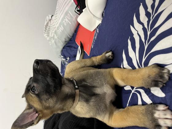 שישה גורי רועה בלגי מדהימים