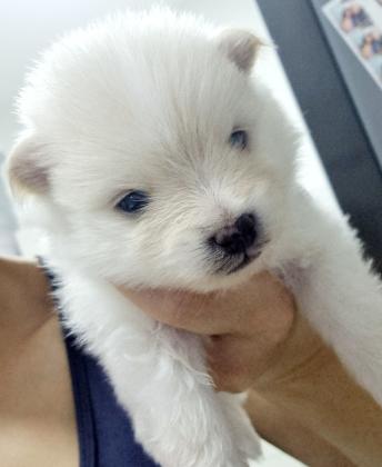 גורי פומרניין מהממים, שובבים ומתוקים