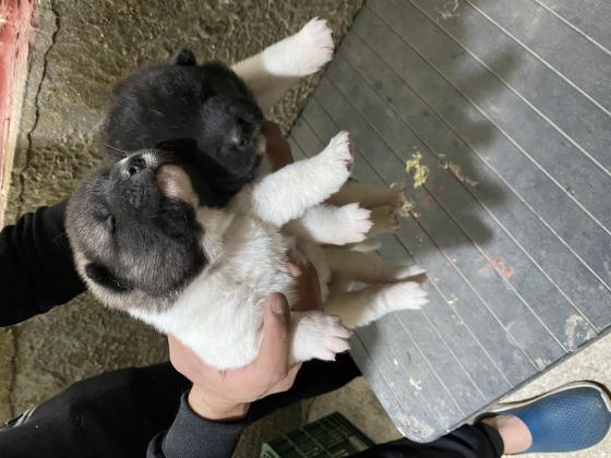 גורי אקיטה אמרקאי רמה הכי גבוהה שיש