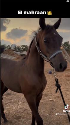 סייח ערבי מצרי עם תעודות