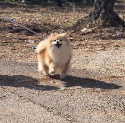 גורי פומרניין ברמה גבוה, דובונים