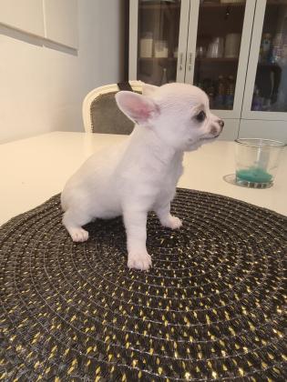 גורי ציוואווה נדירים ביופים ראש