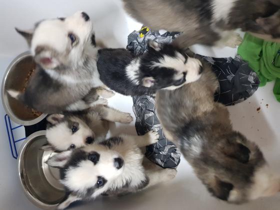 למכירה גורי האסקי יפיופים עינים כחולוץ