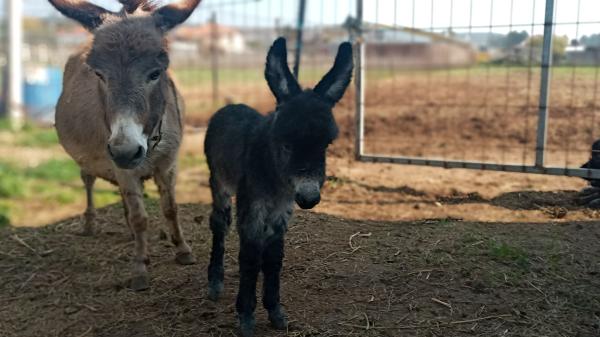 בס"דלמכירה חמור מיניאטורי מחווה הראשונה