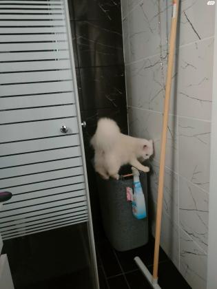 טיטי נקבה מסוג שיראזי יפיפייה