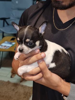 גורי ציוואווה נדירים ביופים ראש