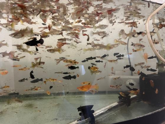 למכירה מולים מגידול ביתי יפים