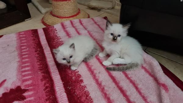 למכירה חתולי רגדול גזעים ללא תעודות