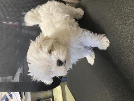 למכירהגורי מלטז קטנים במיוחד לאחר