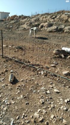 אתון חמודה למכירה