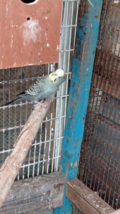 3 תוכונים אוסטרלים, זכרים, בוגרים למכירה