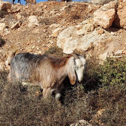 למכירה 10 עזים מעורבות בלאדי/