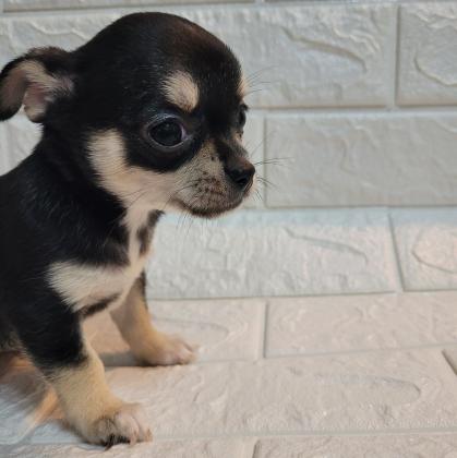 למכירה גורים של ציוואווה ננסי גיזיים