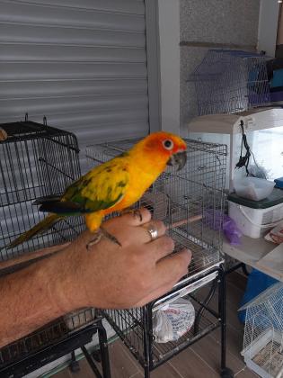 קוניור שמש בגיל חצי שנה,