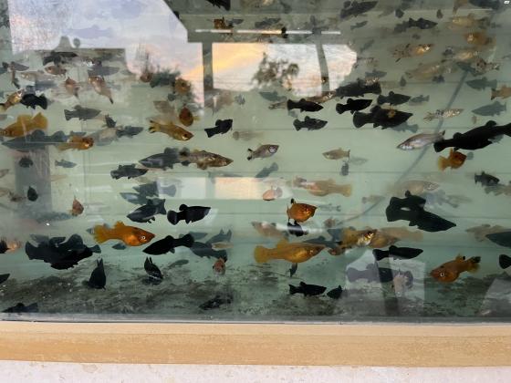 למכירה מולים מגידול ביתי יפים