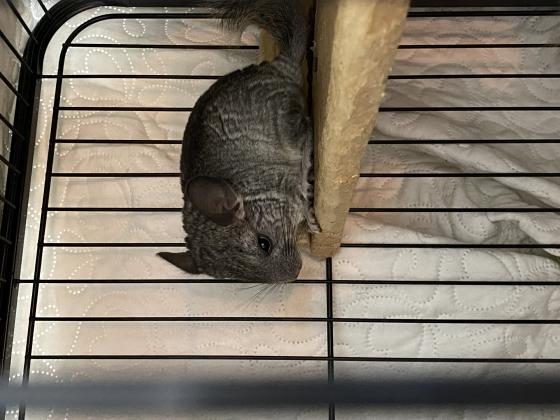 בת חודשיים, נמרצת מאודבעלת גוון