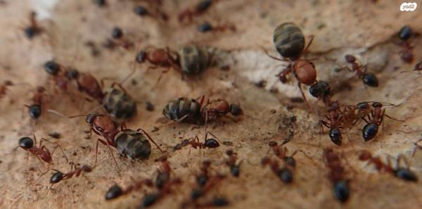 חוות נמלים עם קן שלם של נמלים